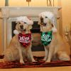 Christmas pet Dog Bandana and Collar; Bow Tie Dog Collar; 2pcs dog collar - red+green(2pcs) - M fits neck circumference 20-42cm