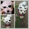 Pet Goggles Dog UV Protection Glasses Waterproof Windproof Anti-Fog Eye Glasses - White